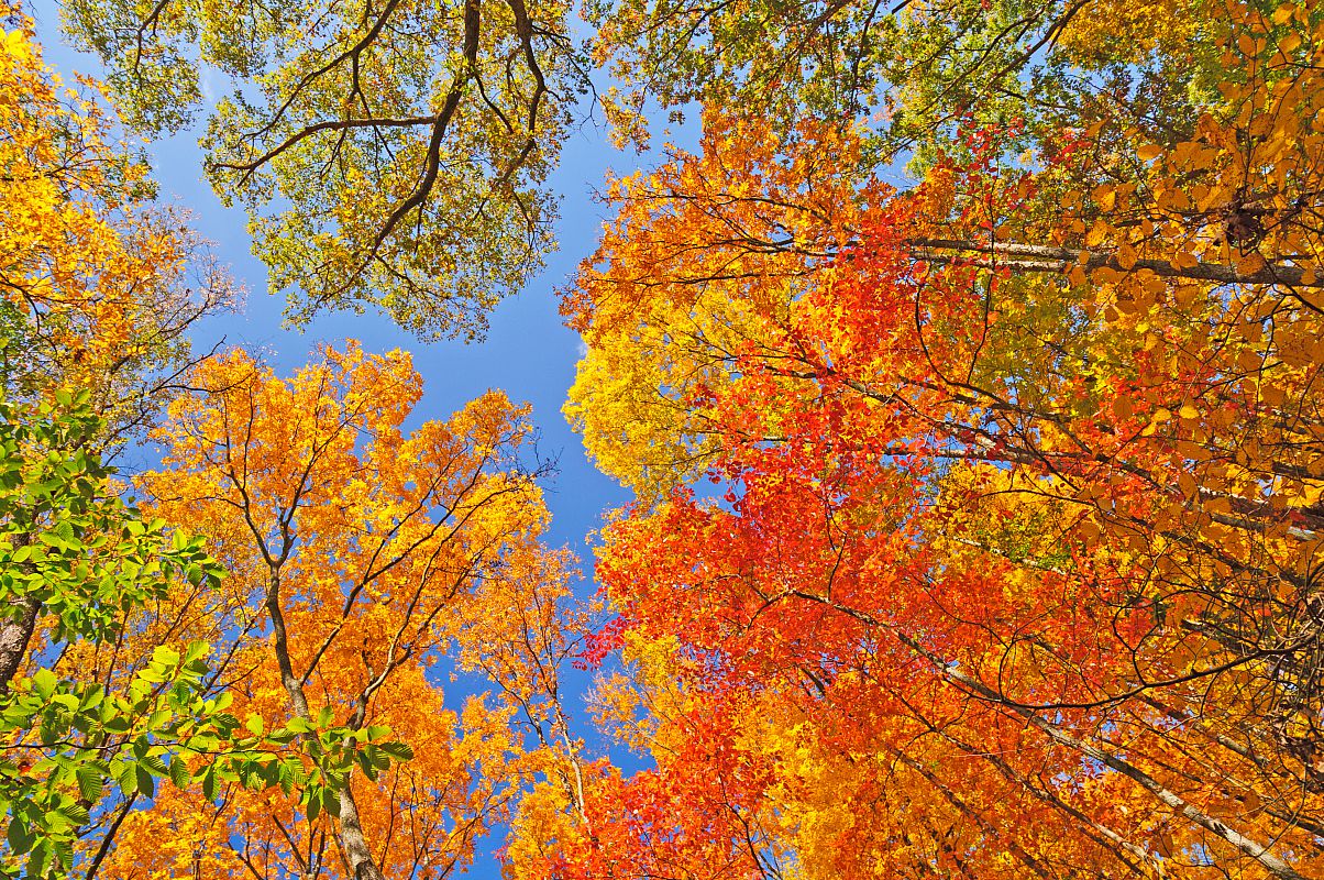 The best places for autumn colour
