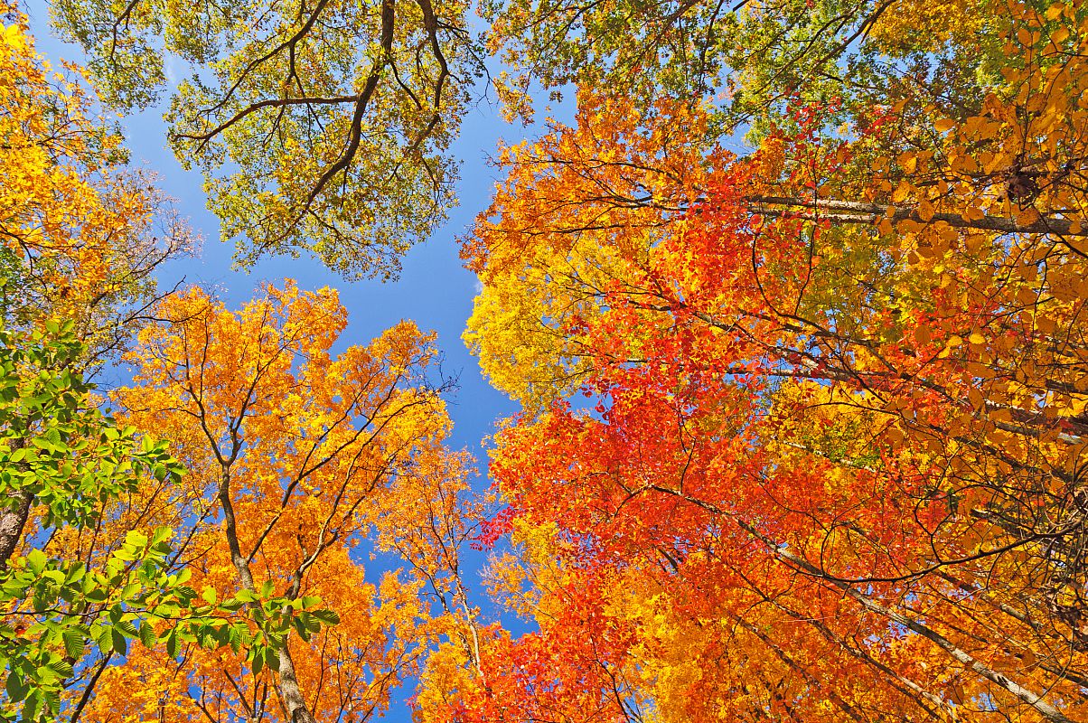 Falls Colors in Brown County State Park in Indiana